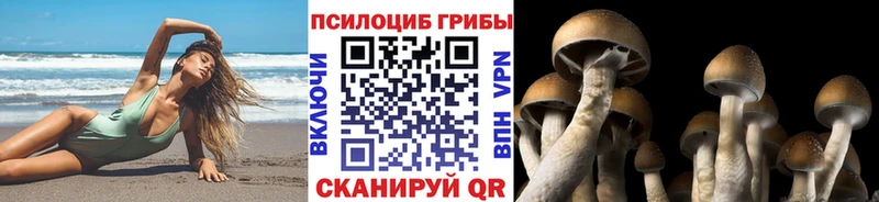 Псилоцибиновые грибы Cubensis Шадринск